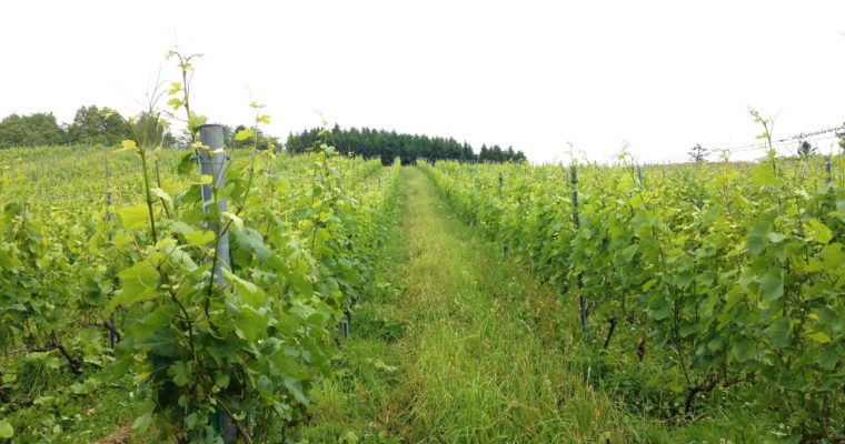 トアール (10R winery)